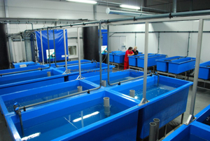 FRP Breeding Fish Tank Fish Pond Frp Water Tank