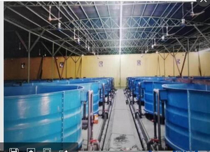 Fiberglass aquaculture fish tank malalaking volume